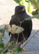 Imagem de Accipiter melanoleucus melanoleucus Smith & A 1830