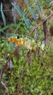 Lathyrus sulphureus A. Gray resmi