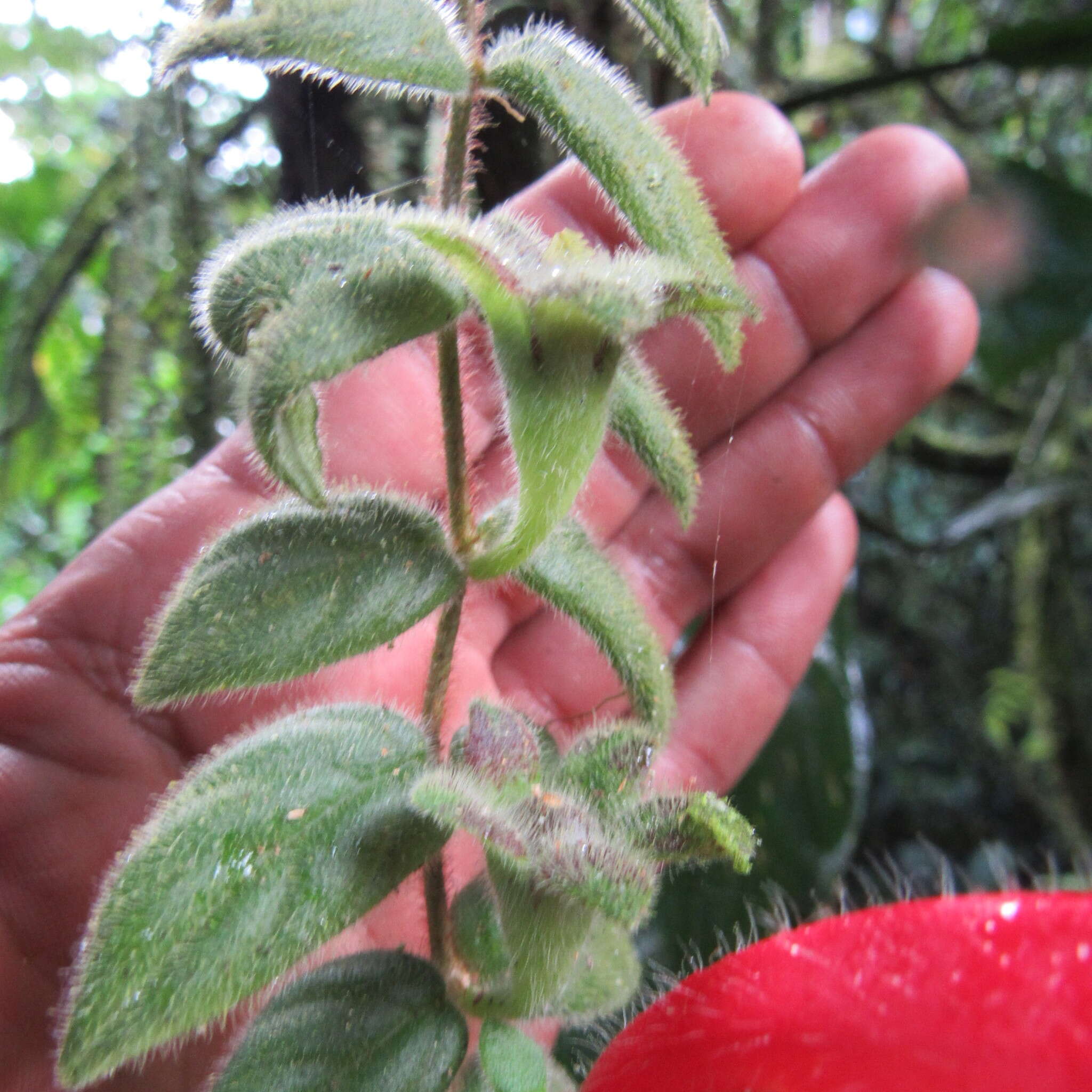 Image of Columnea labellosa H. Karst.