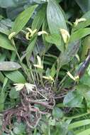 Image of Sobralia fragrans Lindl.