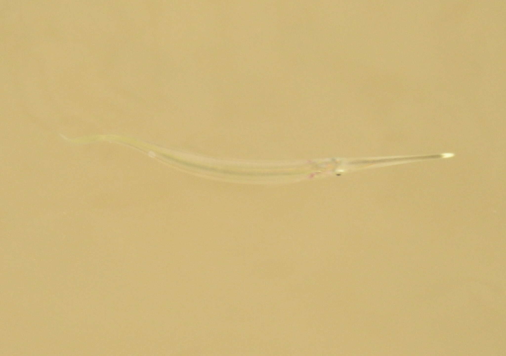 Image of Zenarchopteridae