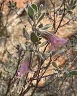 Image of Eremophila forrestii F. Muell.