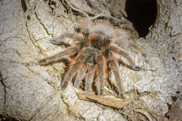 Image of Bolivian Redrump Tarantula