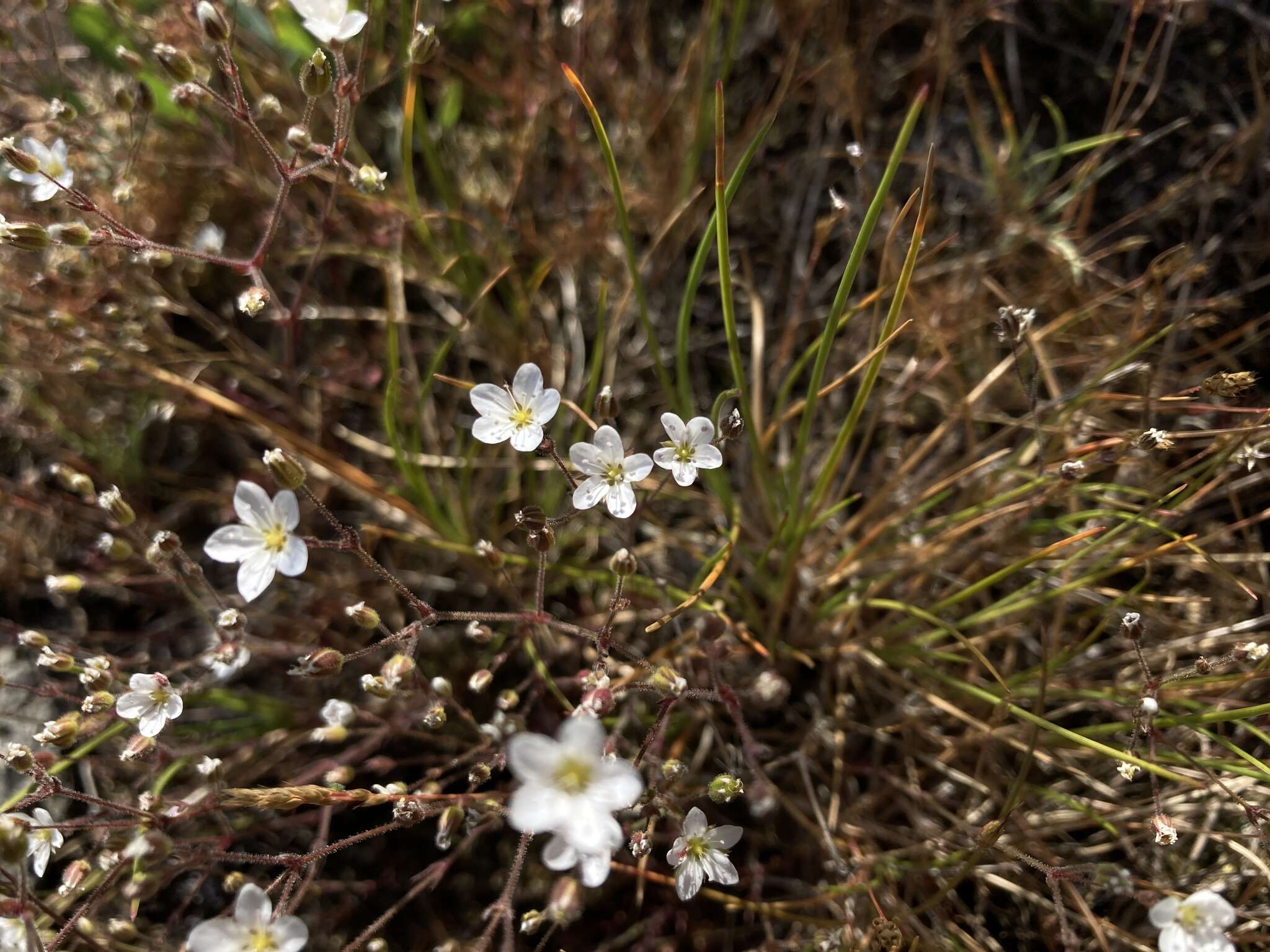 Image de Sabulina macra (A. Nelson & J. F. Macbr.) Dillenb. & Kadereit