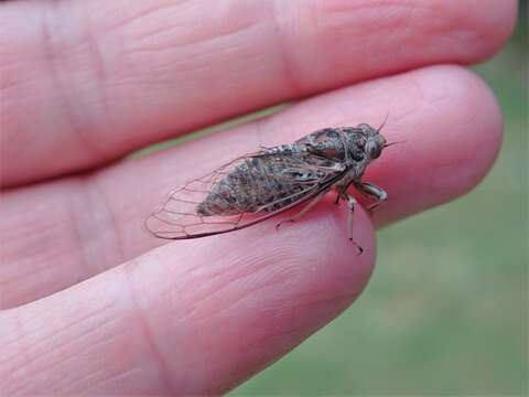 Image of clay bank cicada