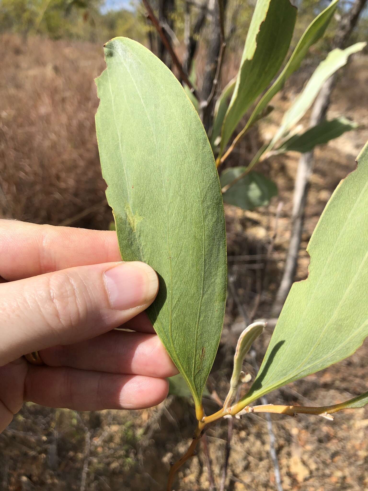 Image of candelabra wattle