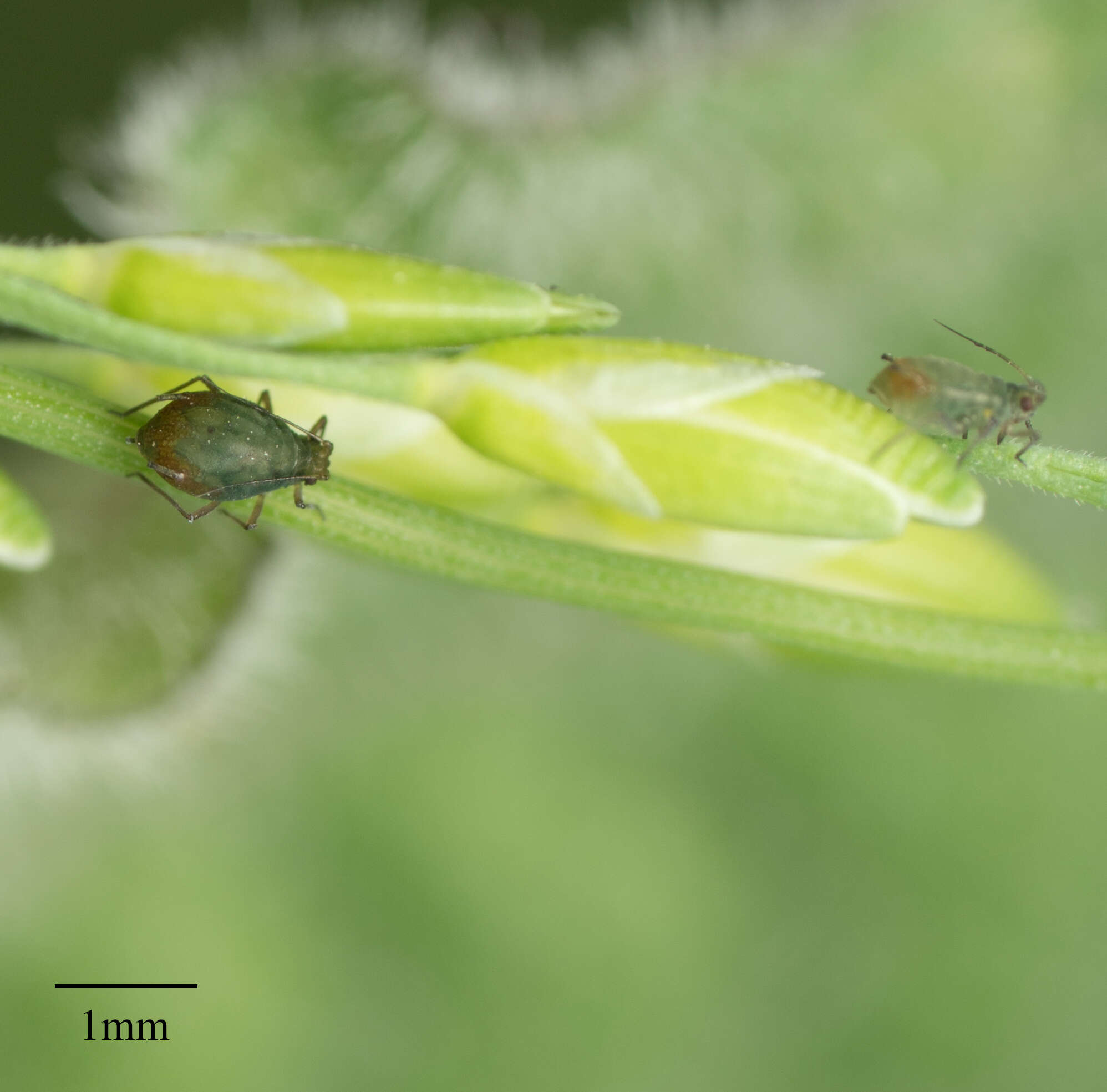 Image of Oat-birdcherry aphid