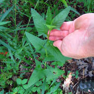 Image of false Indian plantain