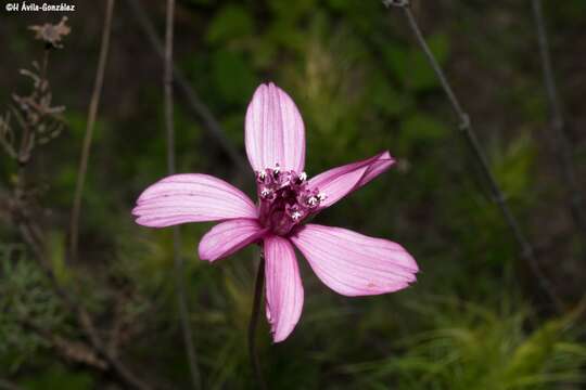 Image of Cosmos carvifolius Benth.