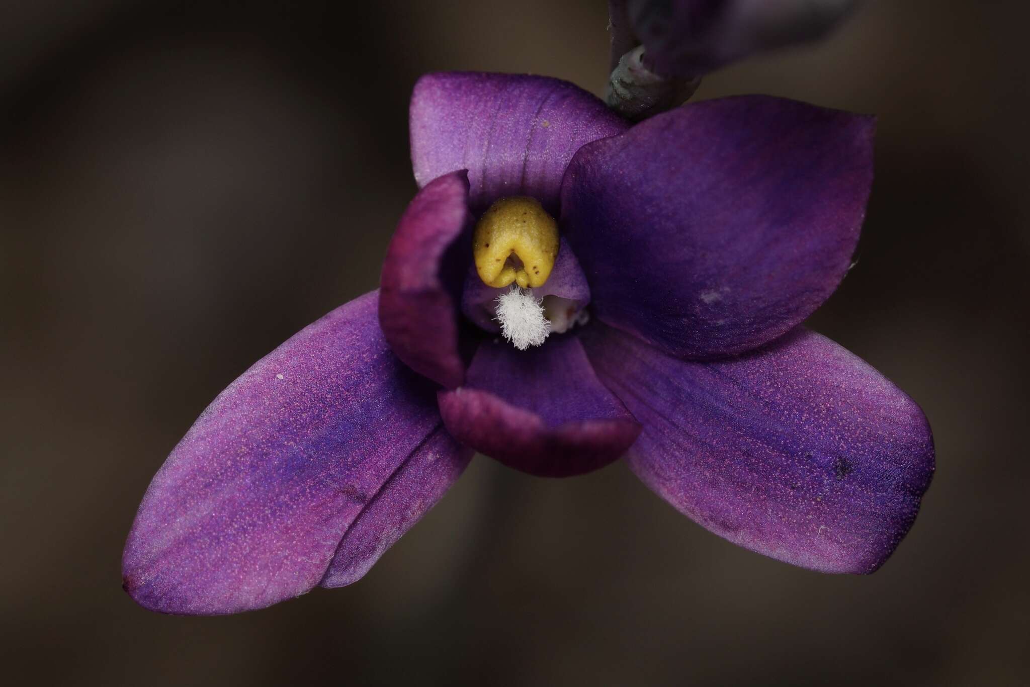 Thelymitra cornicina Rchb. fil.的圖片