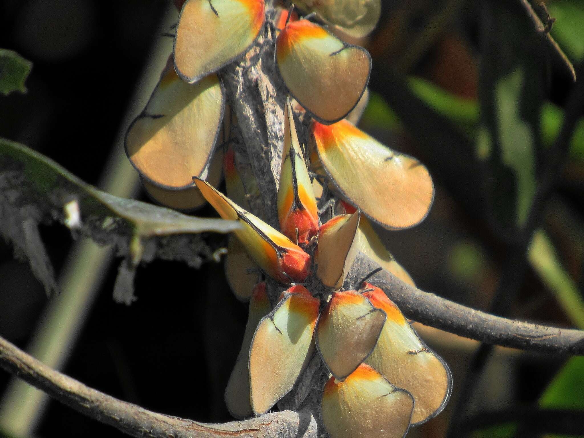 Image of Ityraea electa (Melichar 1901)