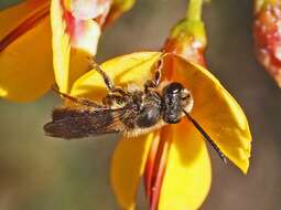 Lasioglossum sulthicum (Smith 1853)的圖片