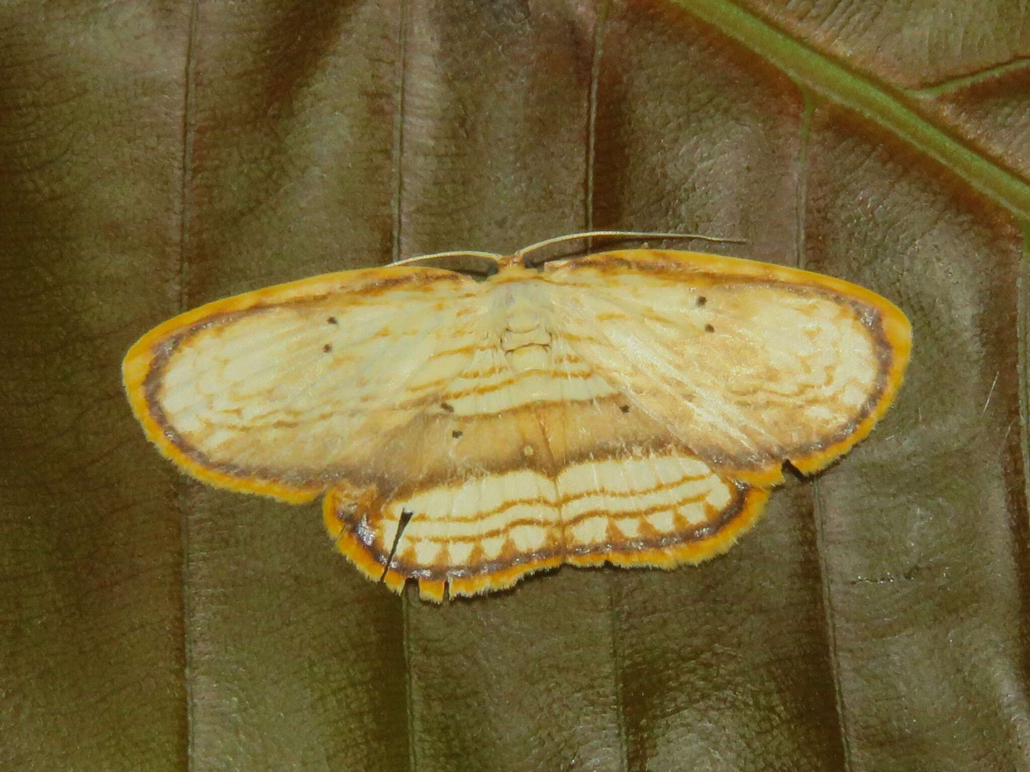 Image of Drapetodes fratercula Moore 1887