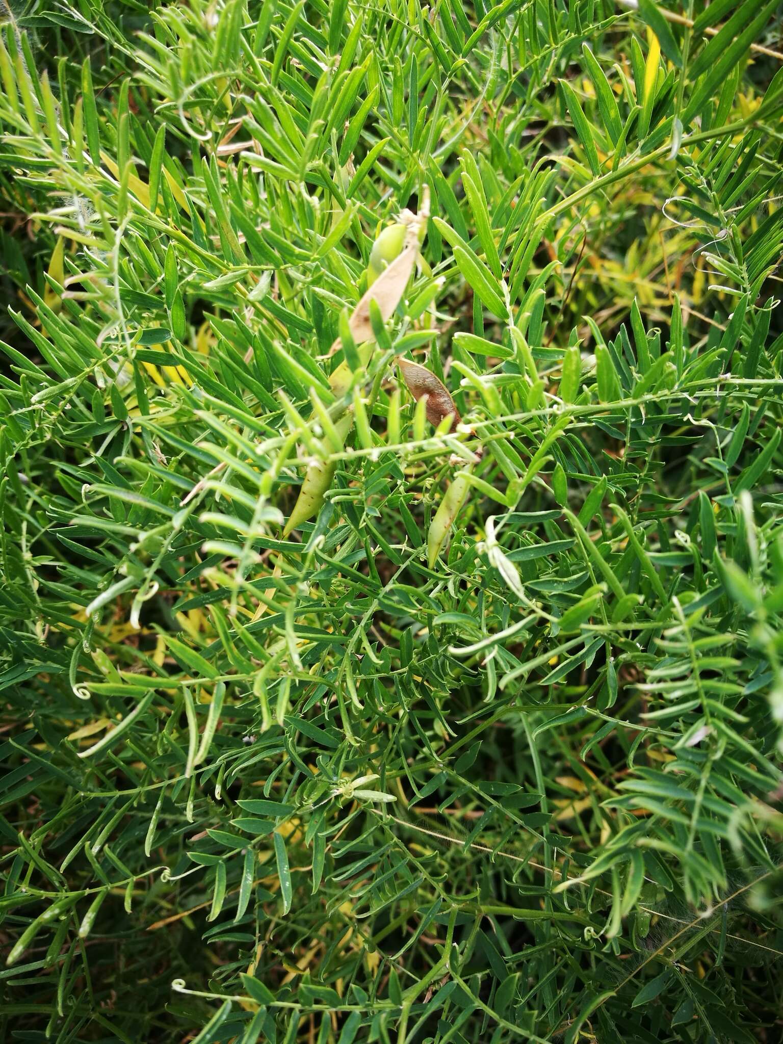 Image of Fine-leaf vetch