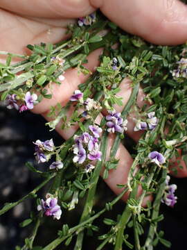 Image of Carmichaelia odorata Hook.