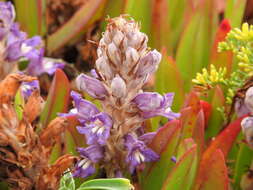 Image de Phelipanche arenaria (Borkh.) Pomel