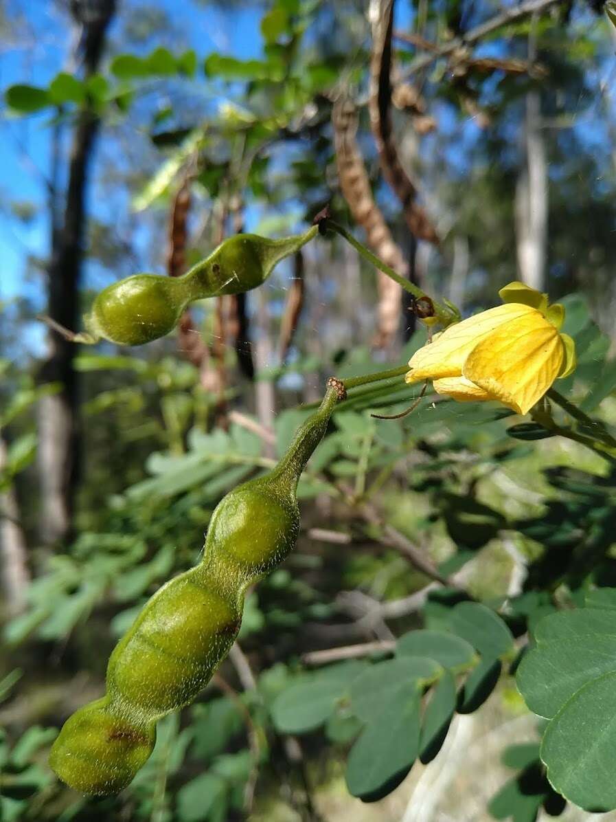 Senna gaudichaudii (Hook. & Arn.) H. S. Irwin & Barneby resmi