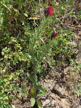 Image of Echium creticum subsp. creticum