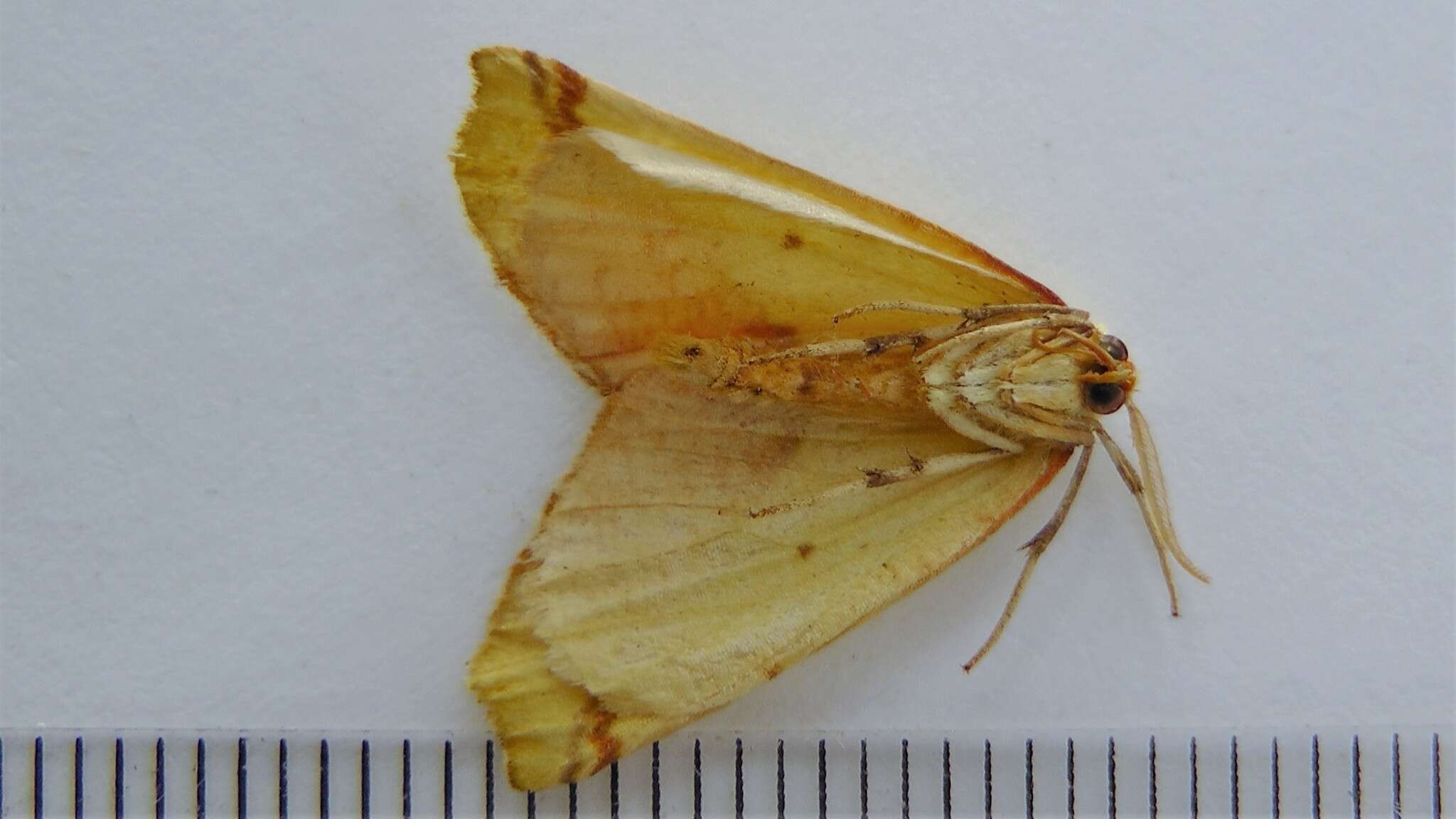 Image of Pink-bordered Yellow, Two-pronged Looper