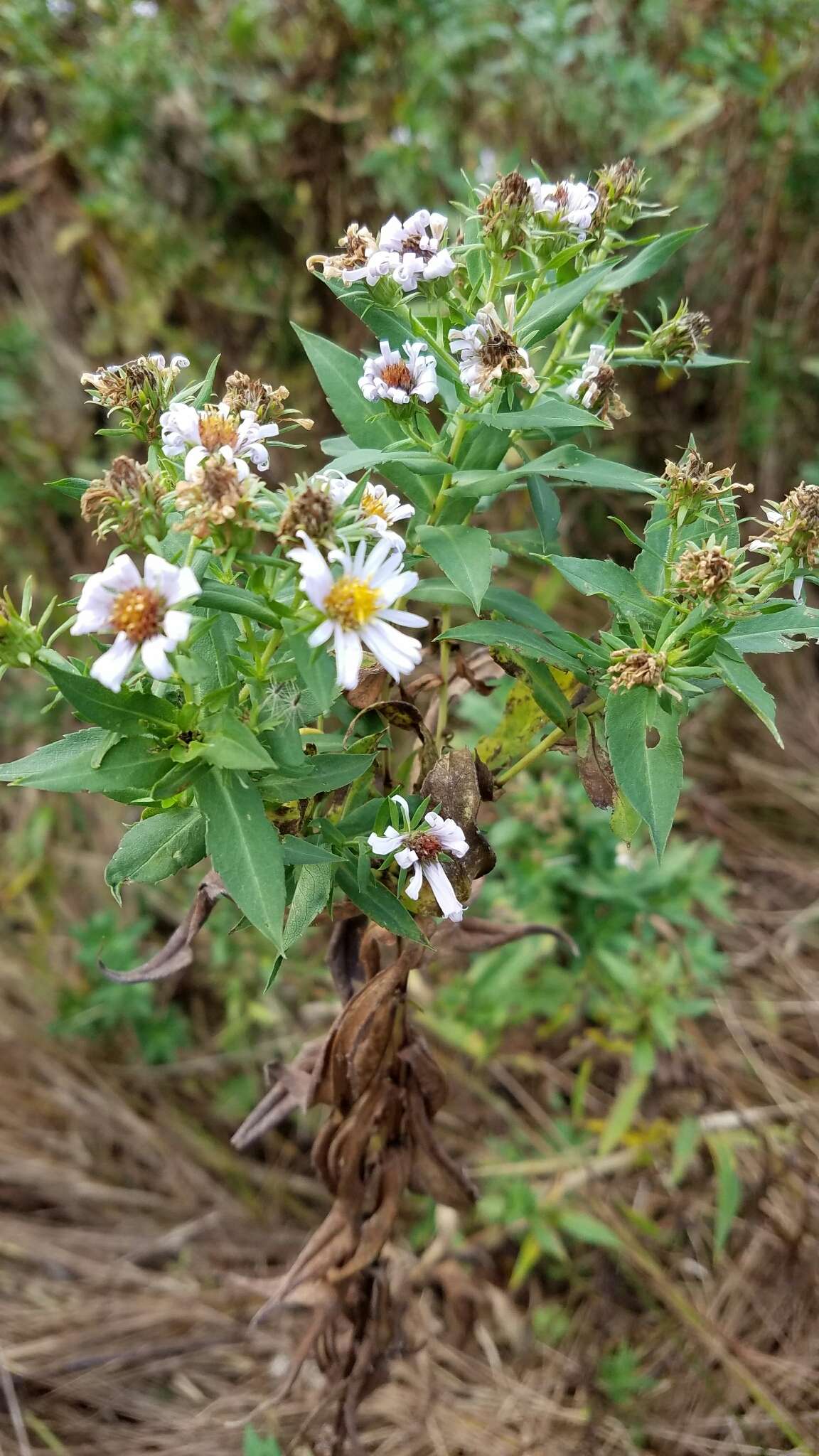 Plancia ëd Symphyotrichum firmum (Nees) G. L. Nesom