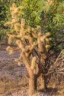 Image of Munz Cholla