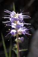 Image de Phacelia sericea subsp. ciliosa (Rydb.) G. W. Gillett