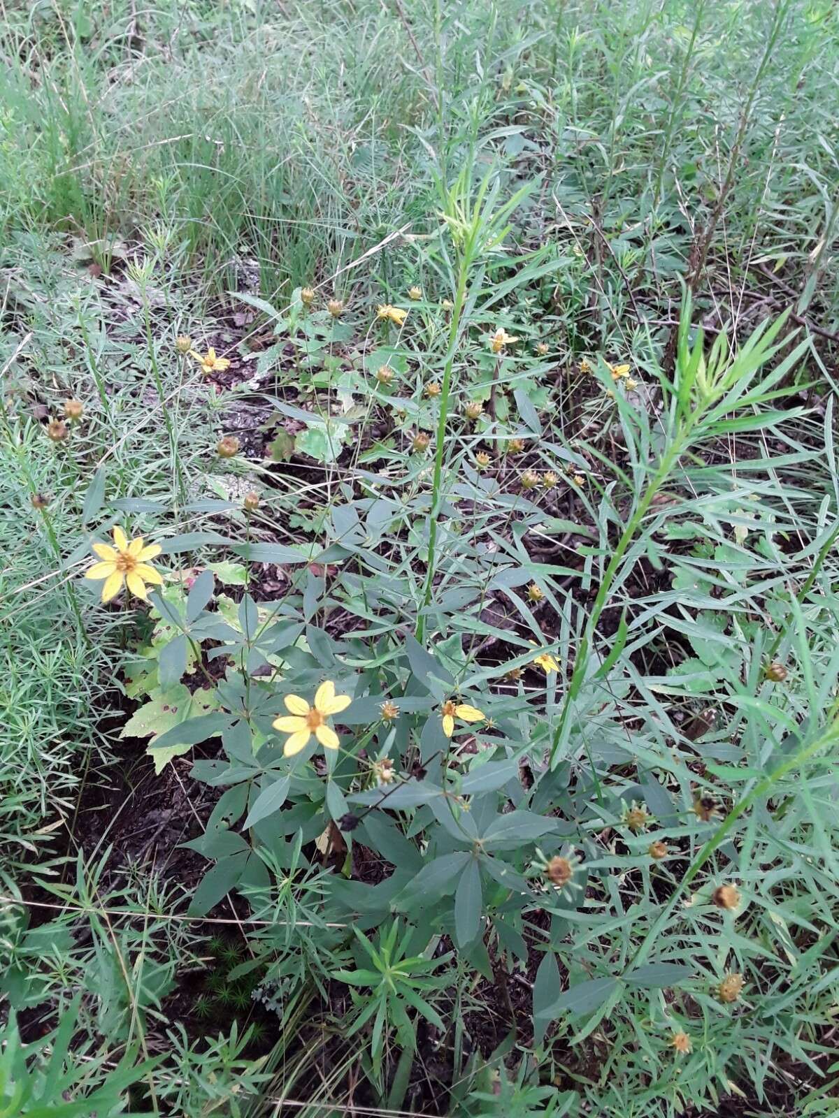 صورة Coreopsis major Walt.