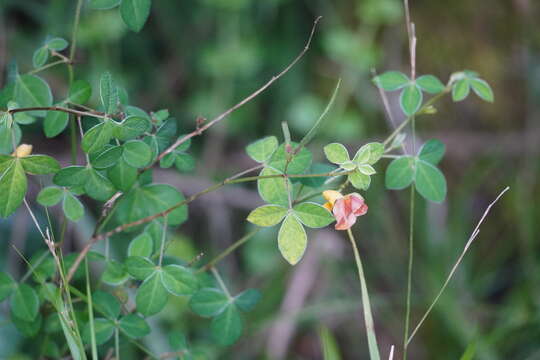 Слика од Argyrolobium tomentosum (Andrews) Druce