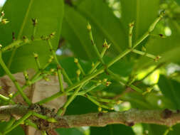 Слика од Syzygium nervosum DC.