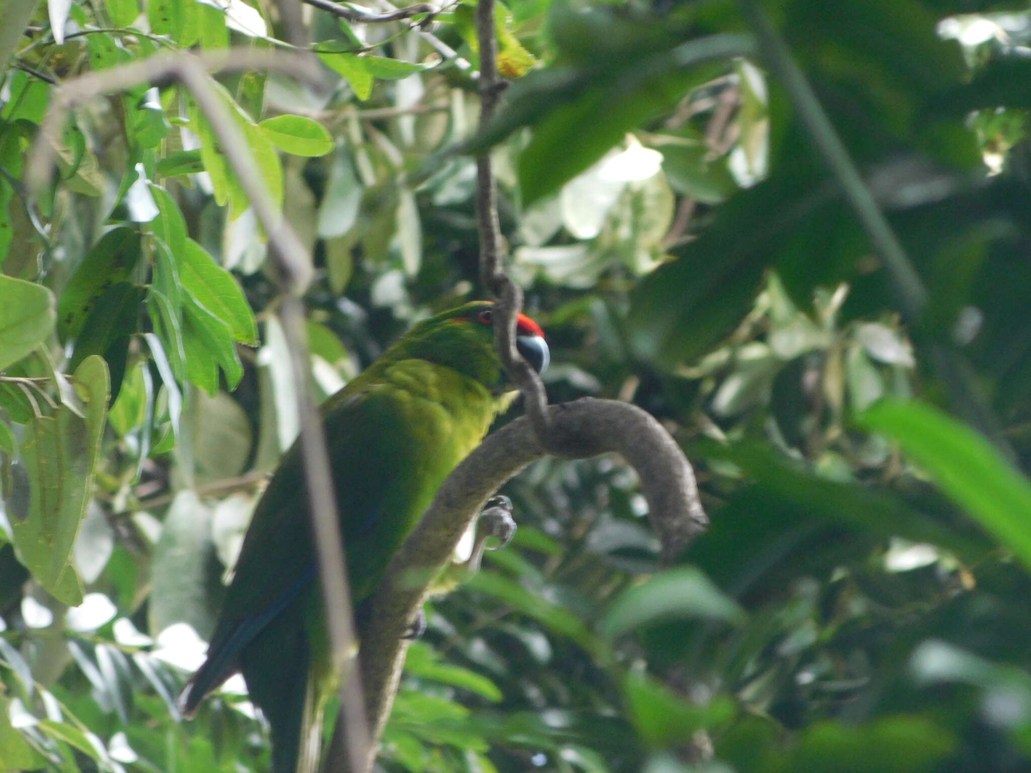 Image of Norfolk Parakeet