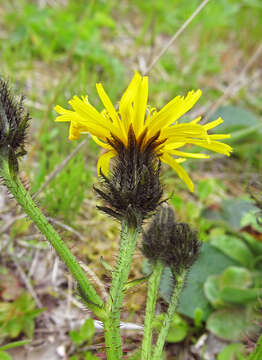 Image of Picris japonica Thunb.