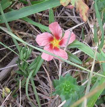 Image of bracted fanpetals