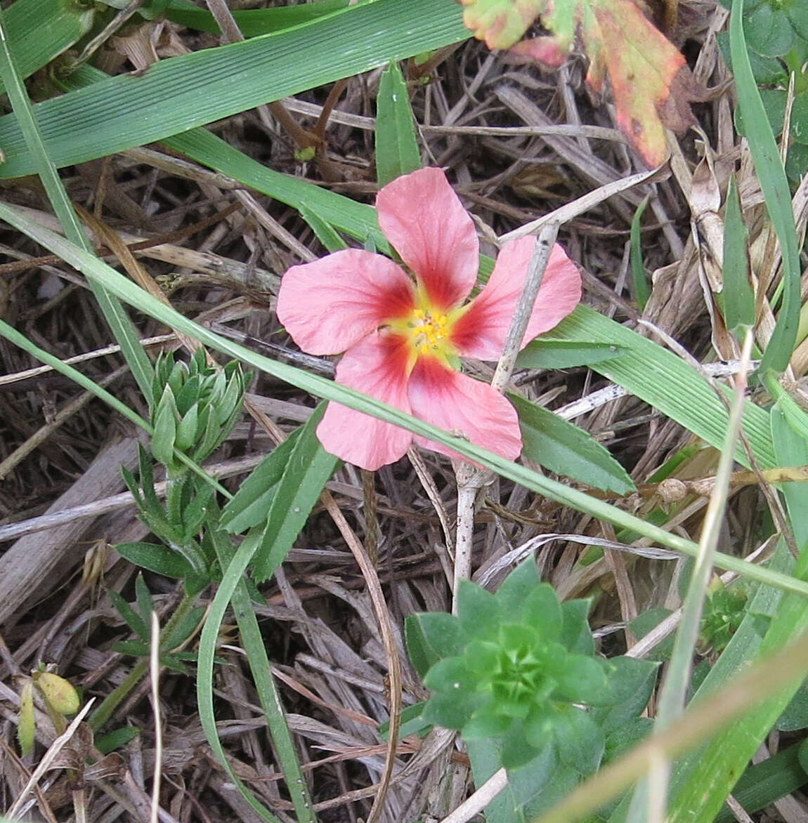 Image of bracted fanpetals