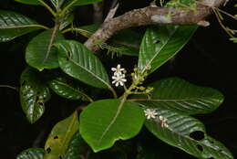 Image of Tarenna hexamera (Schltr. & K. Krause) Jérémie