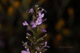 Image de Stylidium confluens B. J. Banyard & S. H. James