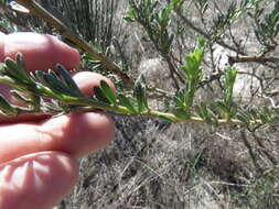 Image of Aspalathus ternata (Thunb.) Druce