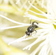 Image of Hylaeus philoleucus (Cockerell 1910)