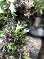 Image of elegant stitchwort