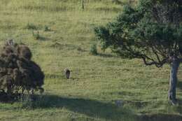 Image of Australasian Harrier