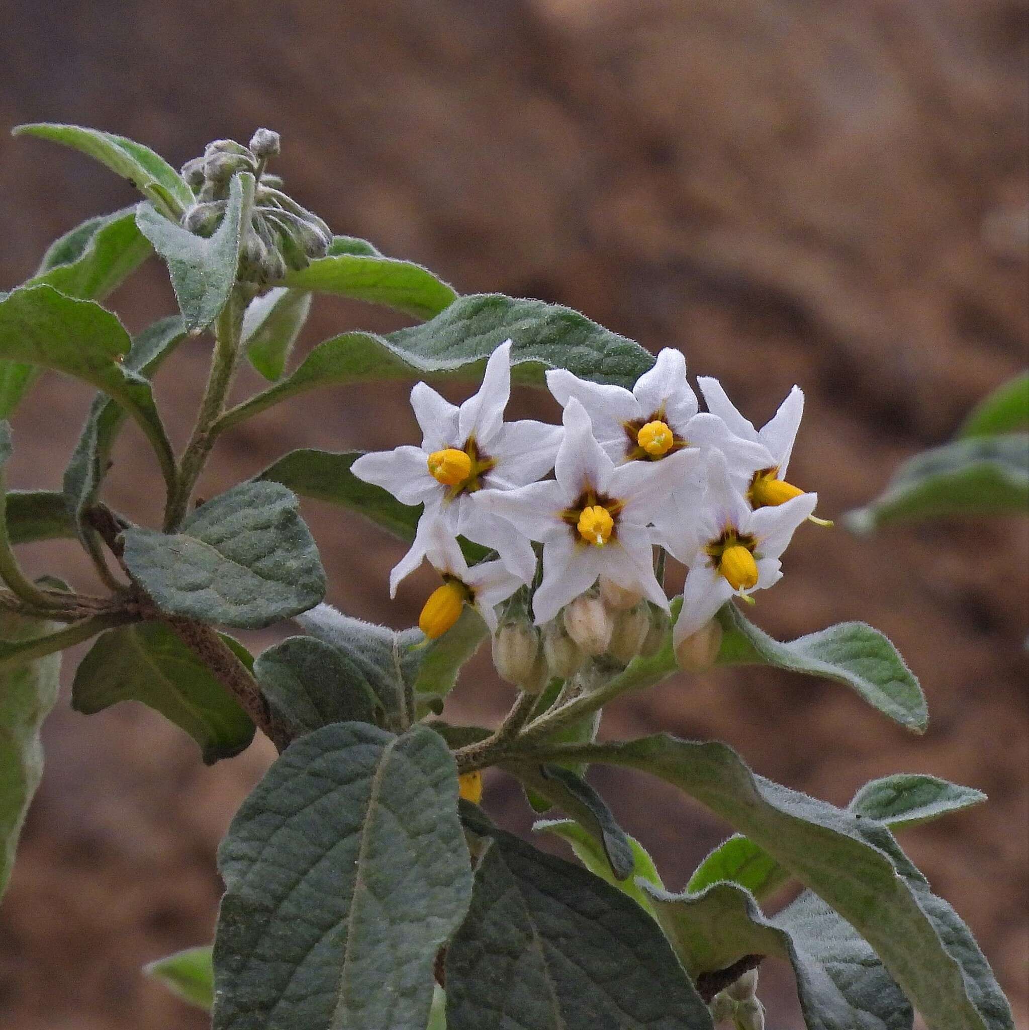 Solanum aloysiifolium Dun.的圖片