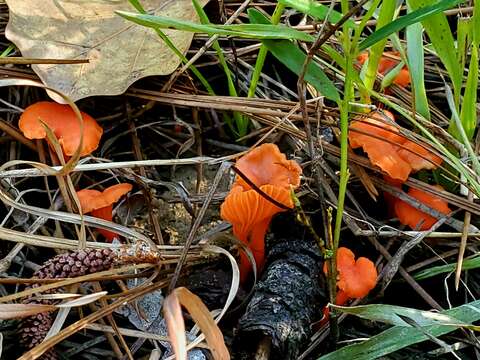 Image of Cantharellus texensis Buyck & V. Hofst. 2011