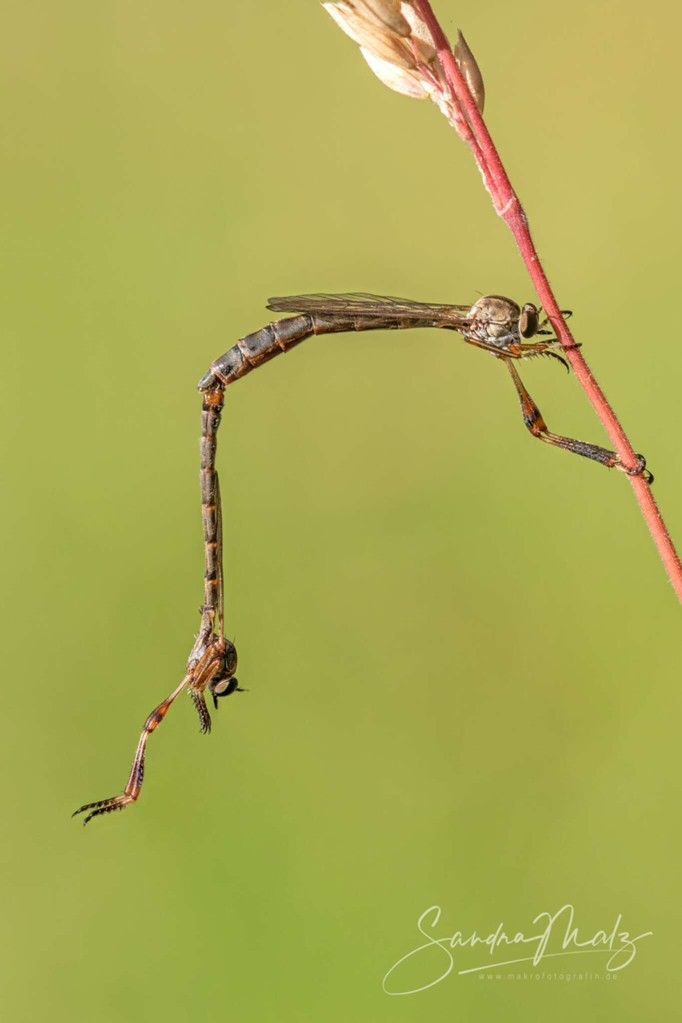 Image of Leptogaster guttiventris Zetterstedt 1842