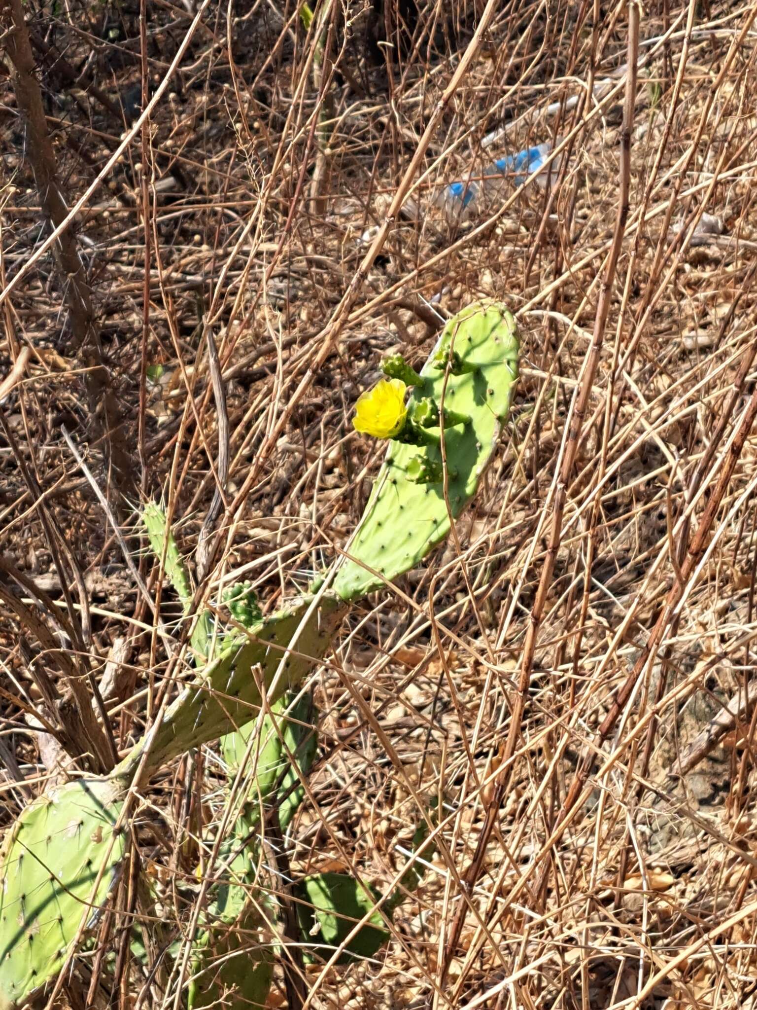 Image of Opuntia caracassana Salm-Dyck