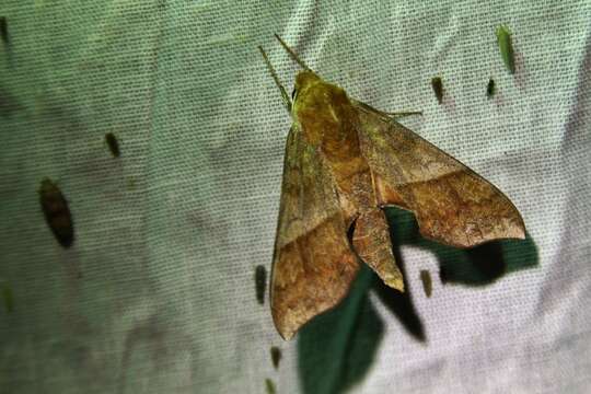 Image of Azalea Sphinx