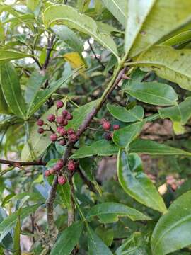 Image of Zanthoxylum armatum DC.