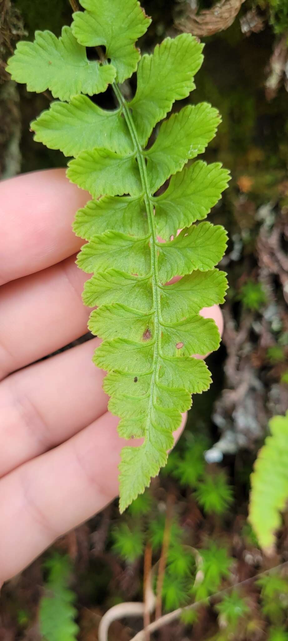 Image of Athyrium anisopterum Christ