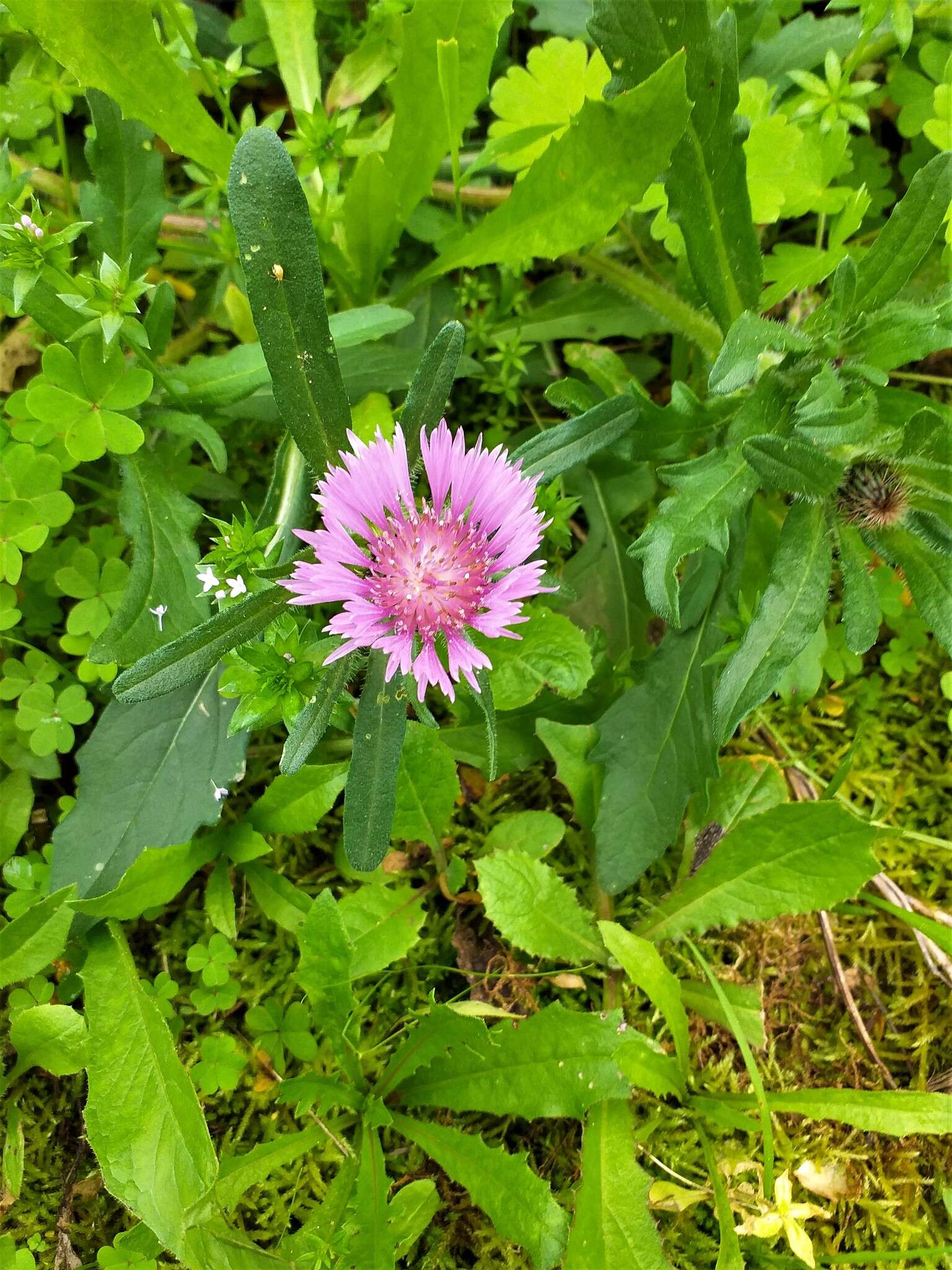 Image de Centaurea pullata L.