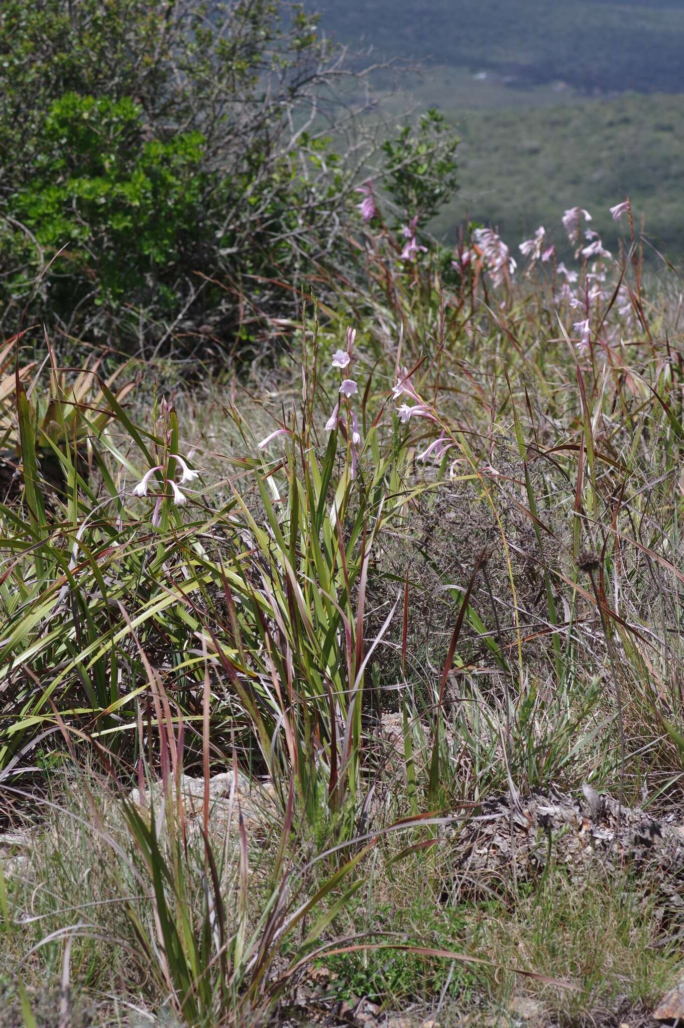 Image of Watsonia knysnana L. Bolus