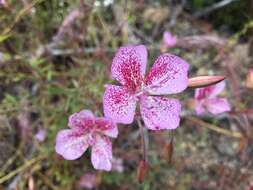 Image de Clarkia bottae (Spach) H. & M. Lewis