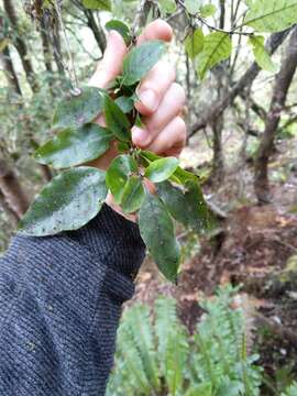 Imagem de Coprosma tenuifolia Cheeseman